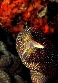 Whitemouth Moray or Spotted Moray Eel (Gymnothorax meleagris)
