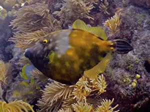 Category Coral Reefs DE Prints: Whitespotted filefish (Cantherhines macrocerus)