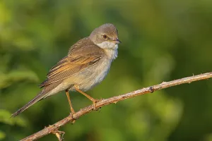 Whitethroat, common whitethroat (Sylvia communis)