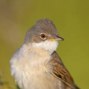 Whitethroat, common whitethroat (Sylvia communis)