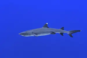 A whitetip reef shark gracefully glides through the vibrant