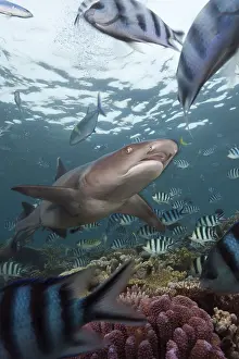 Whitetip Reef Shark (Triaenodon obesus)