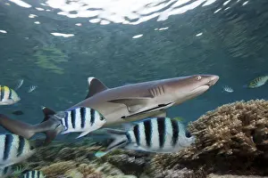 Whitetip reef shark, Triaenodon obesus