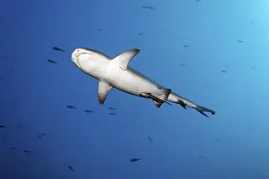Whitetip reef shark (Triaenodon obesus) female