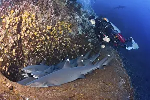 Whitetip Reef Shark (Triaenodon obesus) resting in Cave