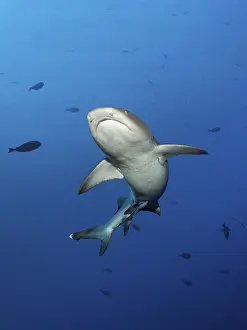 Whitetip reef shark (Triaenodon obesus) swimming in the open sea