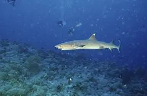 Whitetip reef shark, white tip shark