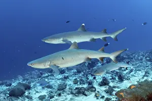 Three Whitetip reef sharks (Triaenodon obesus)
