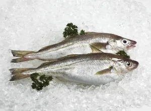 Whiting, merlangius merlangus, Fresh fish and parsley on ice