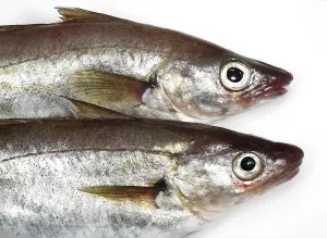 Whiting, merlangius merlangus, fresh fish against a white background