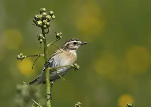 Whitthroat, Saxicola rubetra, sitting on a flower