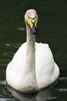 Whooper Swan (Cygnus cygnus)