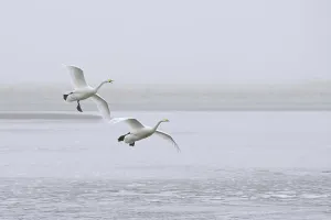 Whooper Swan (Cygnus cygnus), two adults