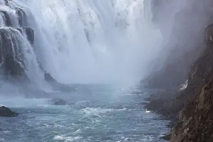 Whooper swan (Cygnus cygnus) at the base of the Gullfoss waterfall