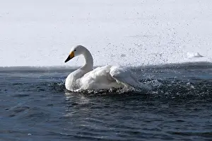 Whooper swan (Cygnus cygnus) bath, Japan