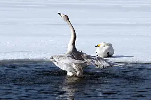 Whooper swan (Cygnus cygnus) bath, Japan