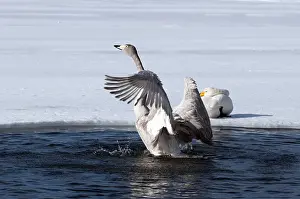 Whooper swan (Cygnus cygnus) bath, Japan