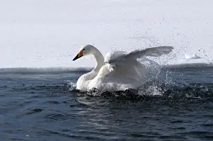 Whooper swan (Cygnus cygnus) bath, Japan