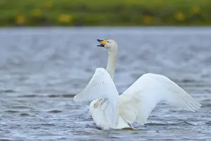 Whooper swan (Cygnus cygnus), flapping wings