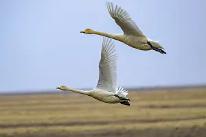 Whooper Swan (Cygnus cygnus) in flight