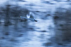 Whooper swan (Cygnus cygnus) in flight