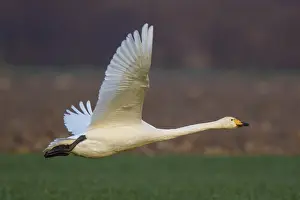 Whooper Swan (Cygnus cygnus) flying
