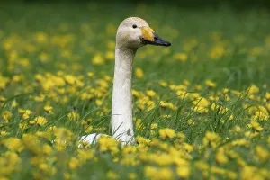 Whooper Swan (Cygnus cygnus), Germany