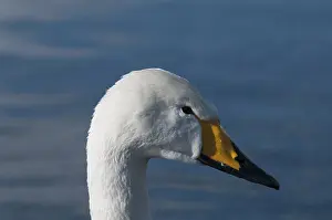 Whooper swan (Cygnus cygnus), Japan