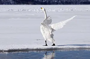 Whooper swan (Cygnus cygnus), Japan