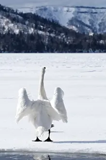 Whooper swan (Cygnus cygnus), Japan