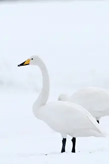 Whooper swan (Cygnus cygnus), Japan