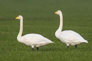 Whooper Swan (Cygnus cygnus), North Rhine-Westphalia