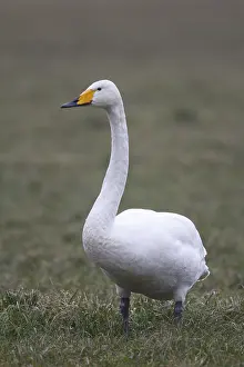 Whooper Swan (Cygnus cygnus), North Rhine-Westphalia