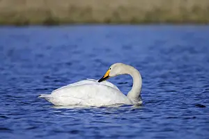 Whooper swan (Cygnus cygnus), Varanger Peninsula