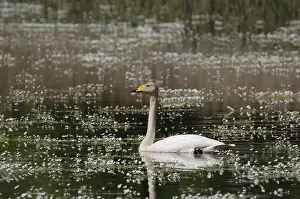 Whooper swan (Cygnus cygnus) in water