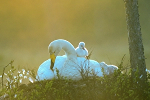 Whooper swan. Cygnus cygnus. Whooper swan at nest with a new born cygnet on its back