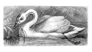 Whooper swan (Cygnus musicus), historical illustration