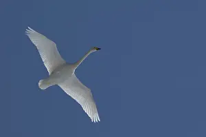 Whooper swan flying (Cygnus cygnus)
