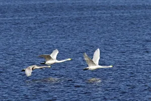 Whooper Swan, the young birds are only able to fly after 120