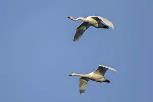 Whooper swans (Cygnus cygnus)