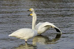 Whooper swans (Cygnus cygnus)