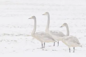 Whooper swans (Cygnus cygnus)