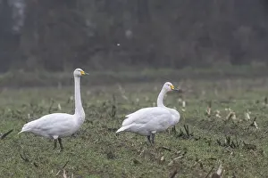 Whooper swans (Cygnus cygnus), Emsland