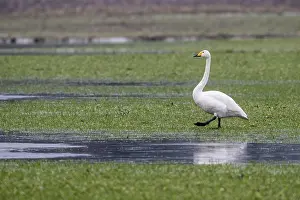 Whooper swans (Cygnus cygnus), Emsland