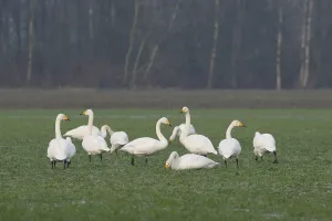 Whooper Swans (Cygnus cygnus), Emsland