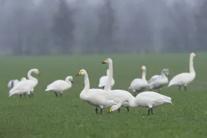 Whooper Swans (Cygnus cygnus), Emsland