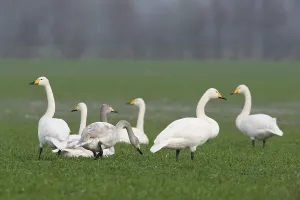 Whooper Swans (Cygnus cygnus), Emsland