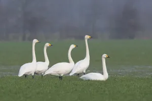Whooper Swans (Cygnus cygnus), Emsland