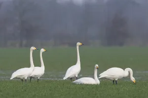 Whooper Swans (Cygnus cygnus), Emsland