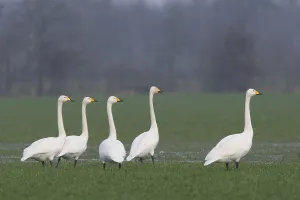 Whooper Swans (Cygnus cygnus), Emsland